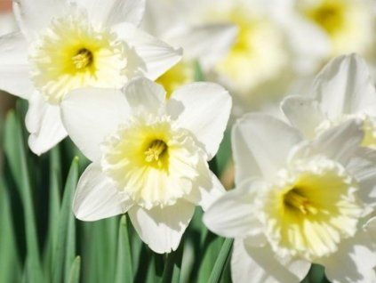blanc