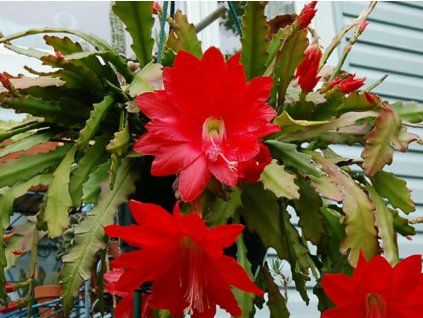 diso