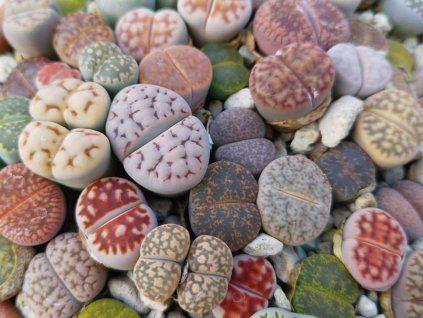 lithops