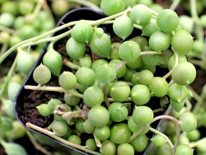 senecio