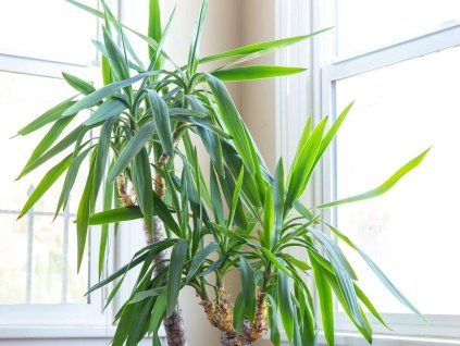 yucca
