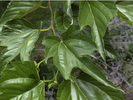 macrophylla