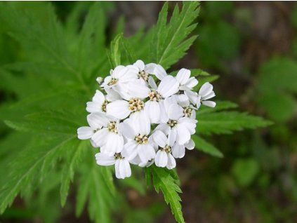 achillea