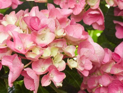 ave pink