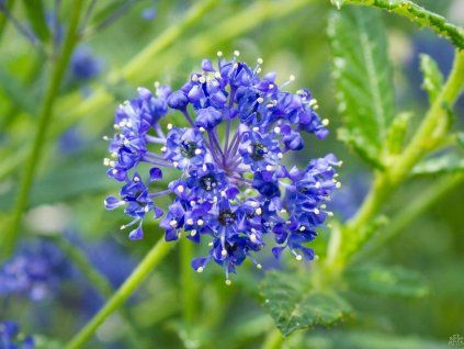 Ceanothus 'Concha' (1)