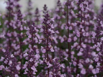 wild orchid