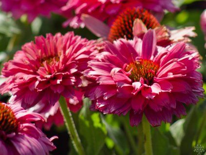 Echinacea Pink Grapefruit (1)