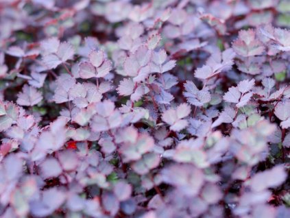 Acéna ružová 'Purpurea' - Acaena inermis 'Purpurea'