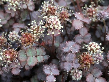 Acéna ružová 'Purpurea' - Acaena inermis 'Purpurea'