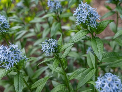 Amsónia tabernaemontana - Amsonia tabernaemontana