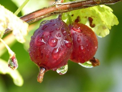 Egreš 'Hinnonmaki Red'