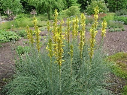 Asfodelka žltá - Asphodeline lutea