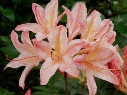 Azalka 'Chanel'