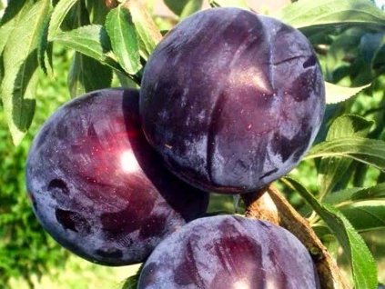 Japonská slivka 'Black Amber'
