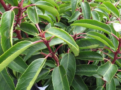 Vavrínovec portugalský 'Angustifolia'