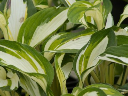 Hosta 'Vulcan' - Hosta 'Vulcan'