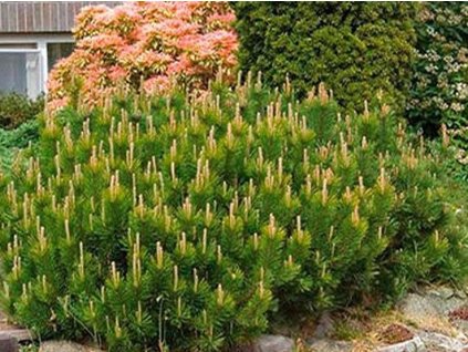 Borovica horská var. mughus