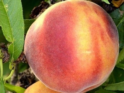 Broskyňa 'Amber Pix Zee'