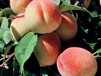 Broskyňa 'Elberta'