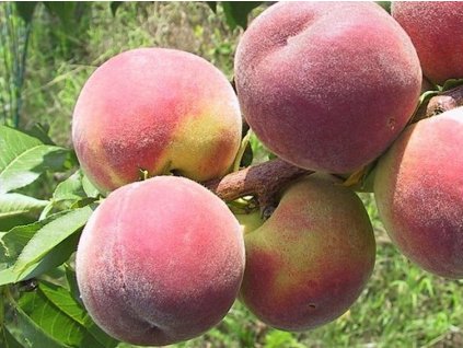 Broskyňa 'Royal Glory'