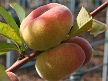 Broskyňa 'Sandwich Weiss' (Balenie prostokorenný stromček, Podpník rakoniewiczká)