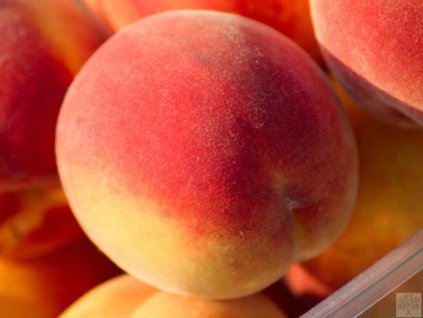 Broskyňa 'Suncrest' (Balenie prostokorenný stromček, Podpník St. Julien)