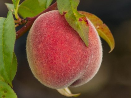 Broskyňa 'Velvet' (Balenie kontajner, Podpník mandžurská)