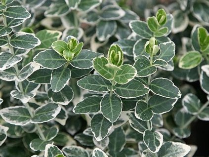 Bršlen Fortuneov 'Emerald Gaiety'