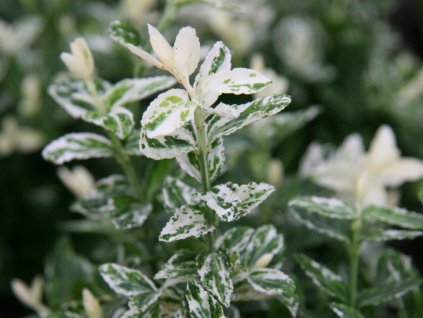 Bršlen Fortuneov 'Harlequin'