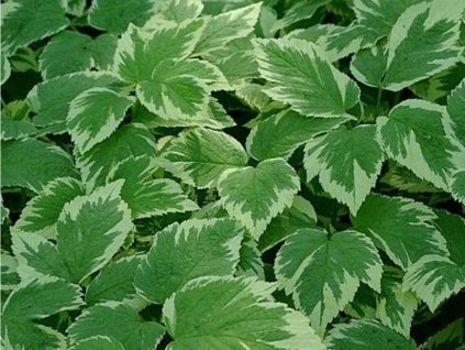 Kozonoha hostcová 'Variegatum' - Aegopodium podagraria 'Variegatum'