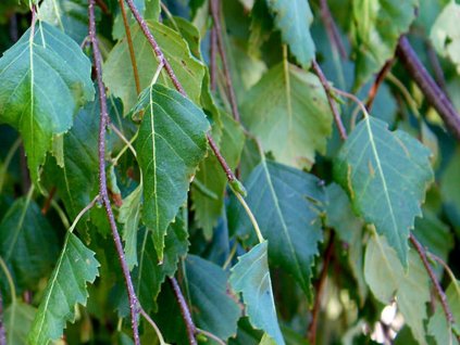 Breza previsnutá 'Youngii'