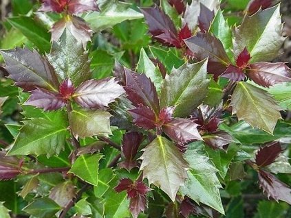 Cezmína Meserveova 'Heckenblau'