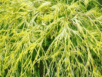 Cypruštek hrachonosný 'Filifera Aurea Nana'