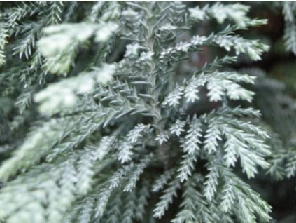 Cypruštek Lawsonov 'Ellwoodii'