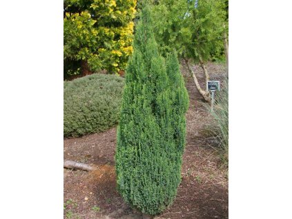 Cypruštek Lawsonov 'Ellwood's Pillar'