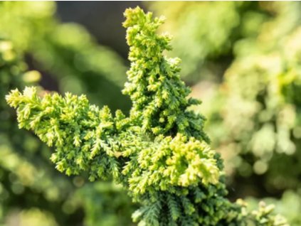 Cypruštek tupolistý 'Teddy Bear'