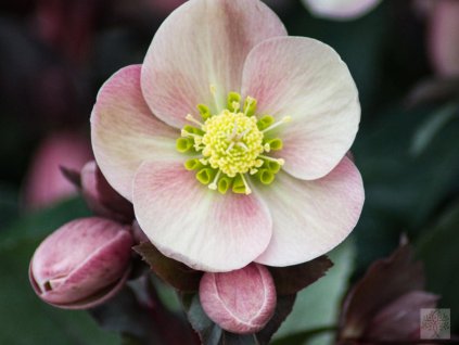 Čemerica  'HGC® Pink Frost' - Helleborus 'HGC® Pink Frost'
