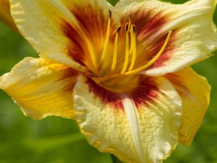 Ľaliovka 'Circles and Stripes' - Hemerocallis 'Circles and Stripes'
