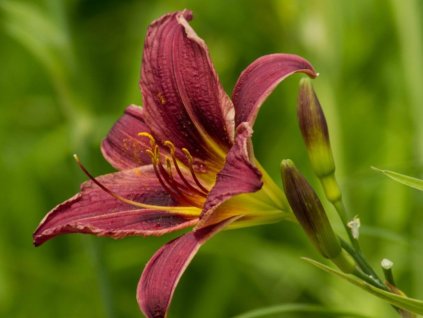 Ľaliovka 'Jockey Club' - Hemerocallis 'Jockey Club'