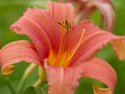 Ľaliovka 'Pink Damask' - Hemerocallis 'Pink Damask'