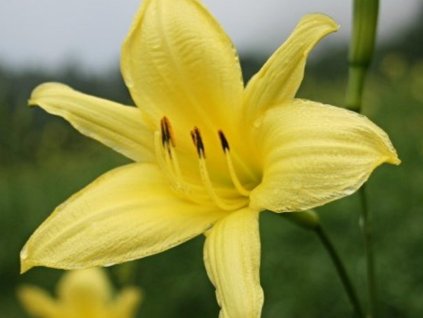 Ľaliovka citrónová - Hemerocallis citrina