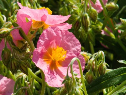 Helianthemum x hybridum 'Lawrensons Pink'