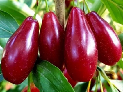 Drieň veľkoplodý 'Nikolka' - kontajner