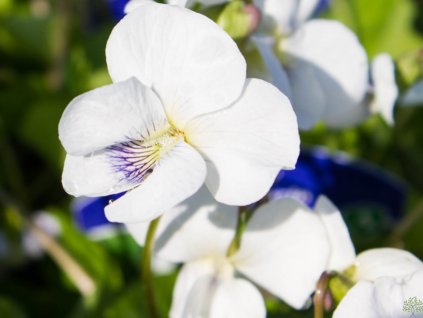 Fialka motýlovitá 'Albiflora'- Viola sororia 'Albiflora'