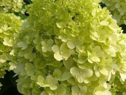 Hortenzia metlinatá 'Candlelight®'