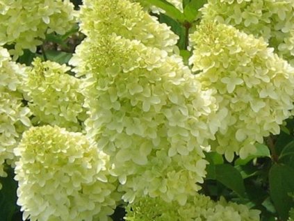 Hortenzia metlinatá 'Limelight®'