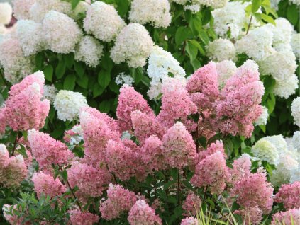 Hortenzia metlinatá 'Magical Candle®'