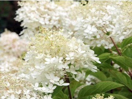 Hortenzia metlinatá 'Phantom'