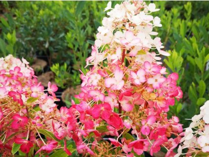 Hortenzia metlinatá 'Pinky Winky®'