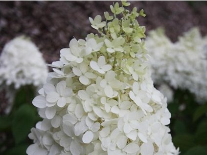 Hortenzia metlinatá 'Polar Bear'